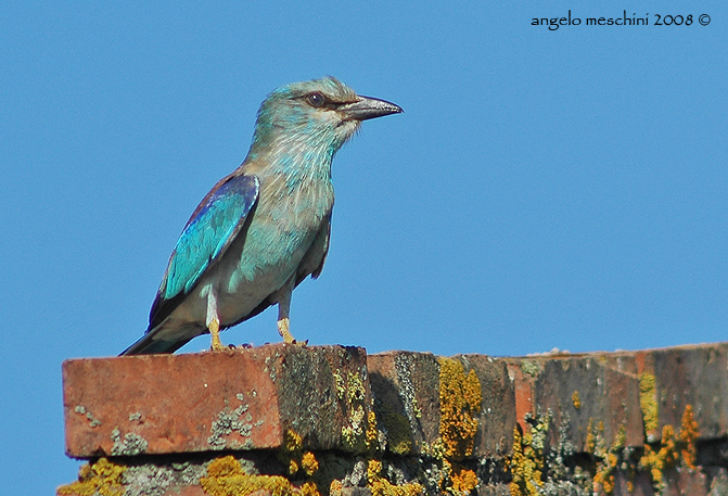 Ghiandaia marina Coracias garrulus. Ritratto.